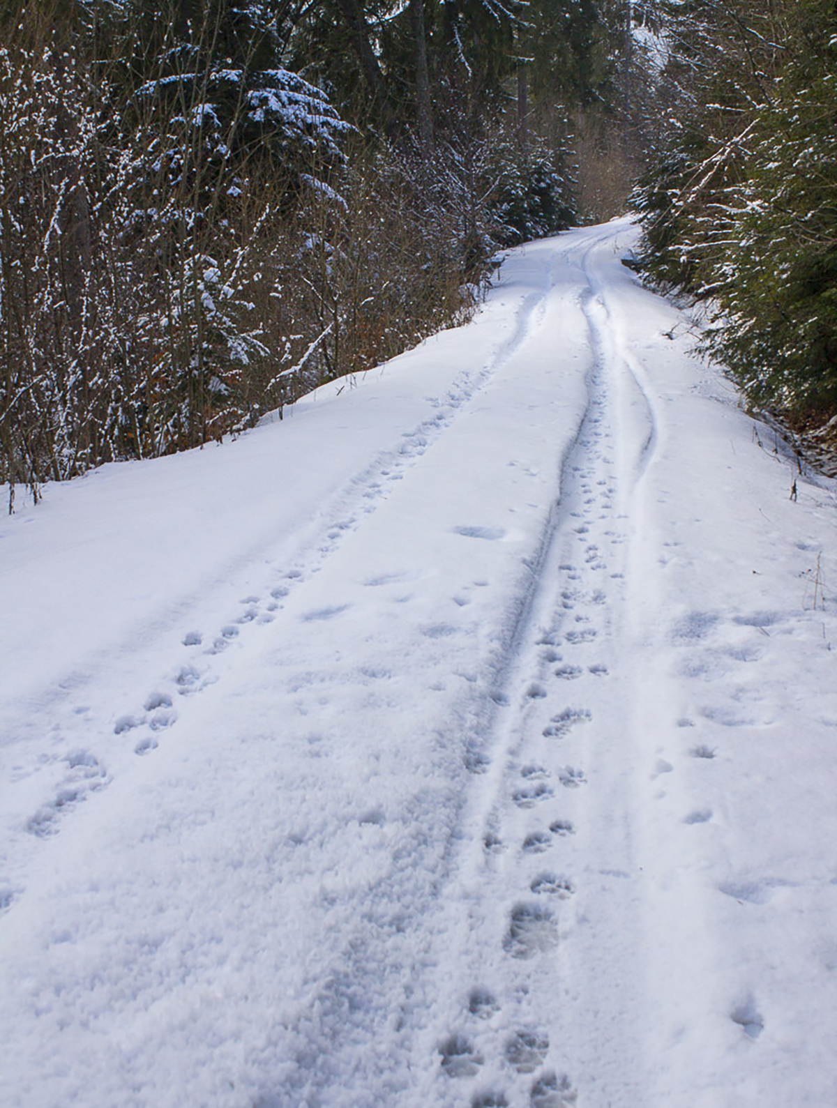 WolfLIFE Projekt/archív